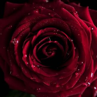 темно-красная роза