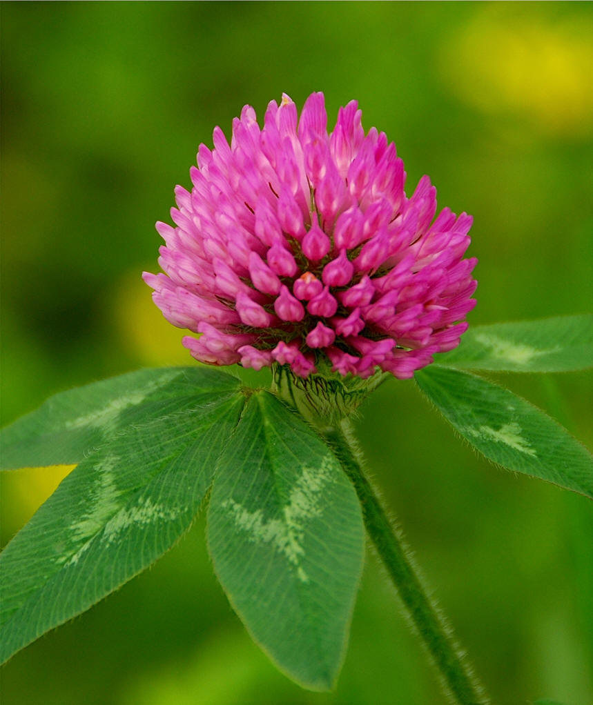 Красный Клевер Trifolium pratense