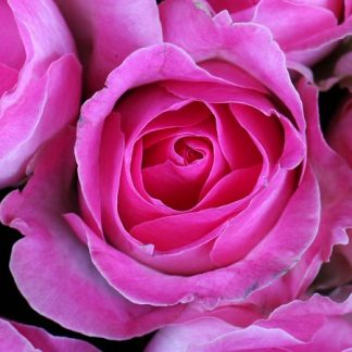Розовая роза для любовной магии