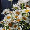 Растительная смесь «Колдовские травы. Ромашка" (смесь)