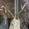 Рога косули — изображение 2