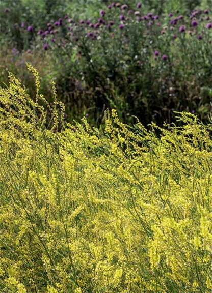 Растительная смесь "Колдовские травы. Донник желтый" (смесь)