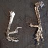 Лапа вороны — изображение 2