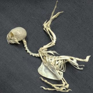 Скелет попугая (волнистый)