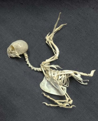Скелет попугая (волнистый)