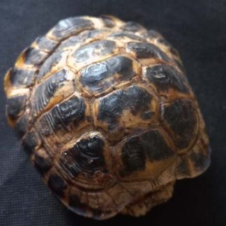 Панцирь черепахи